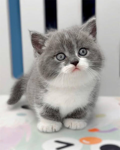 Munchkin