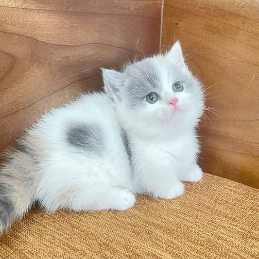 Munchkin