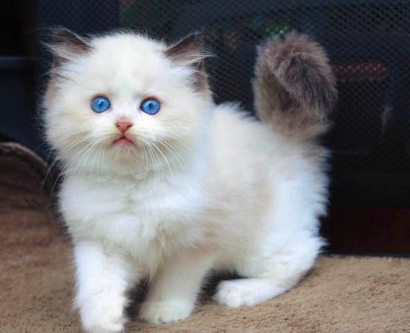 Ragdoll