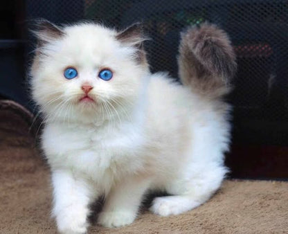 Ragdoll