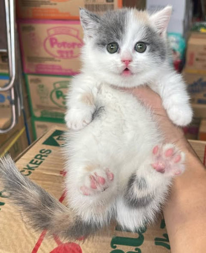 Munchkin