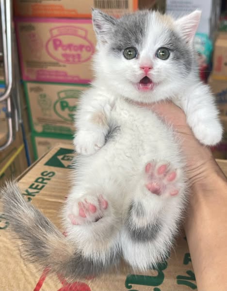 Munchkin