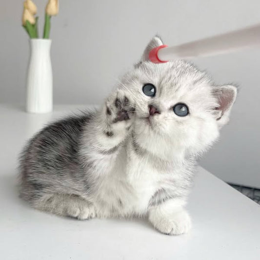 Munchkin