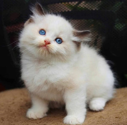 Ragdoll