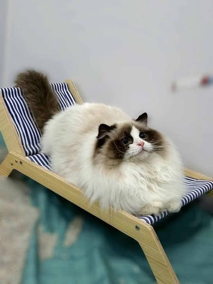 Ragdoll
