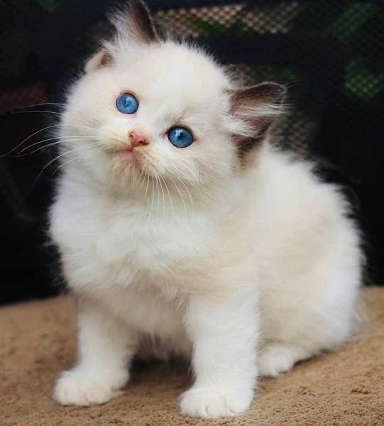 Ragdoll
