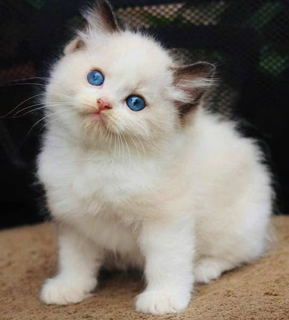 Ragdoll