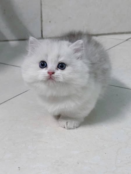 Munchkin Longhair