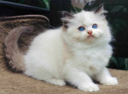 Ragdoll