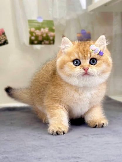 British Shorthair