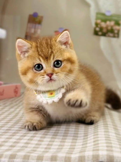 Munchkin