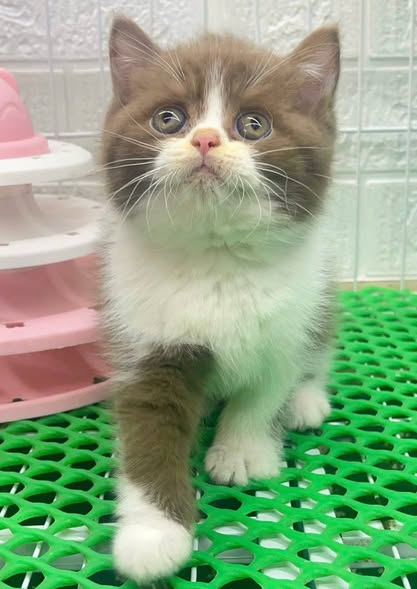 British Shorthair