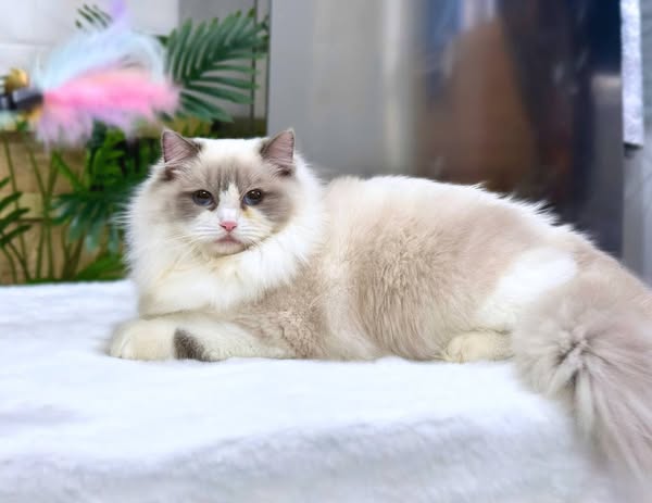 Ragdoll