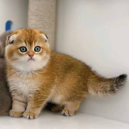 Scottish Fold