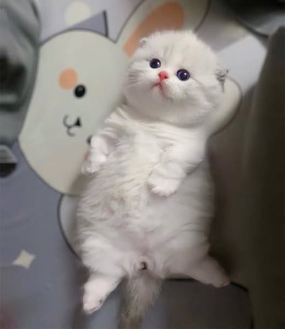 Munchkin Fold