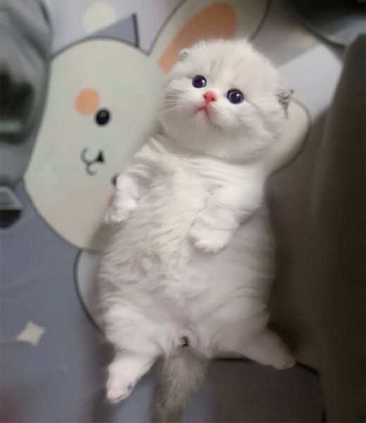 Munchkin Fold
