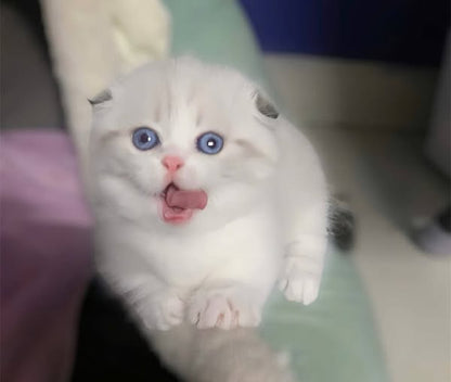 Munchkin Fold