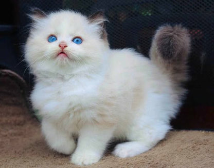 Ragdoll