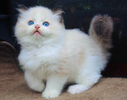 Ragdoll