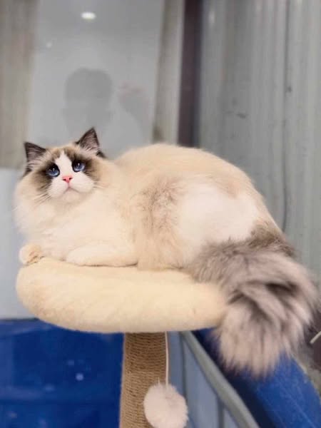 Ragdoll