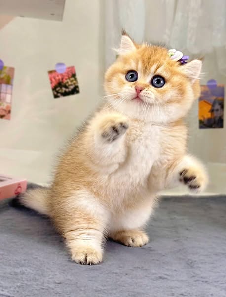 British Shorthair