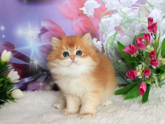 British Longhair