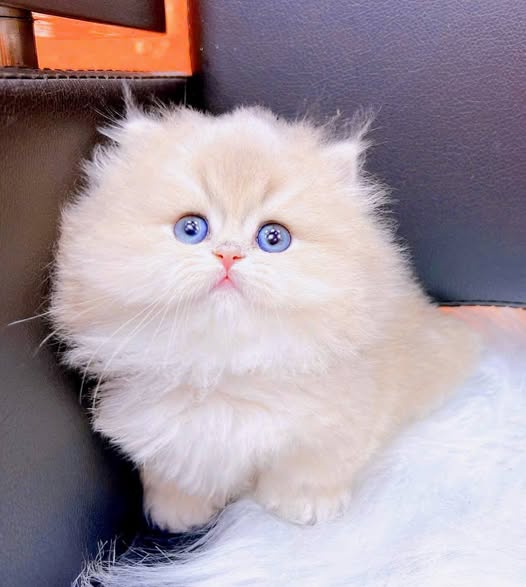 Munchkin Longhair