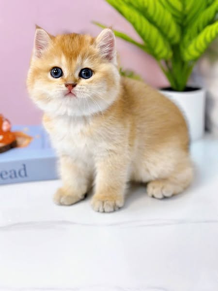 British Shorthair