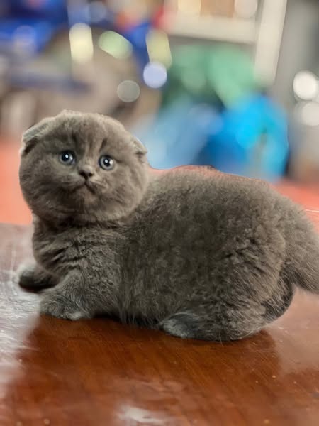 Munchkin Fold