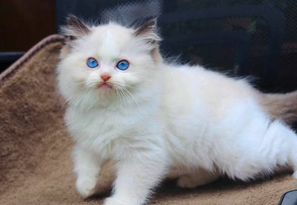 Ragdoll