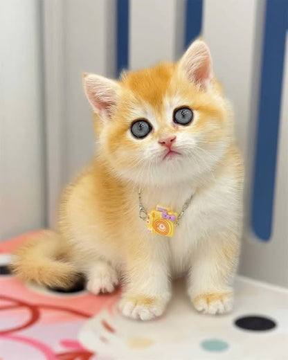 British Shorthair