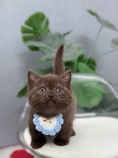 Munchkin