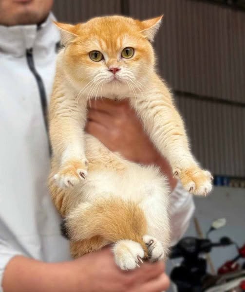 British Shorthair