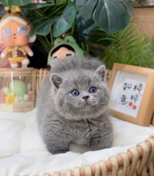 Munchkin