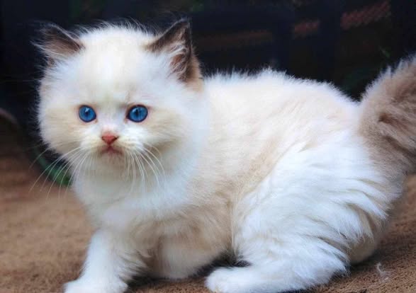 Ragdoll