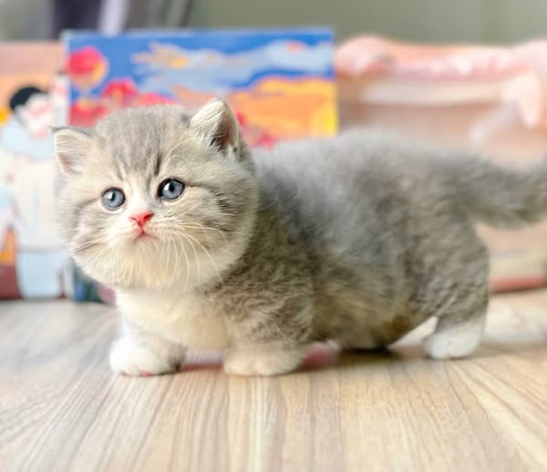 Munchkin