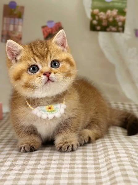 Munchkin