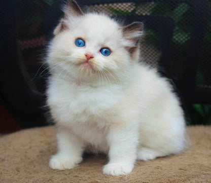 Ragdoll