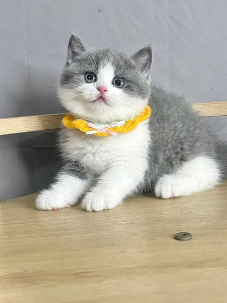 British Shorthair