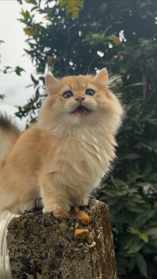 Munchkin Longhair