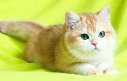 British Shorthair