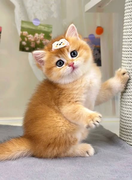 British Shorthair