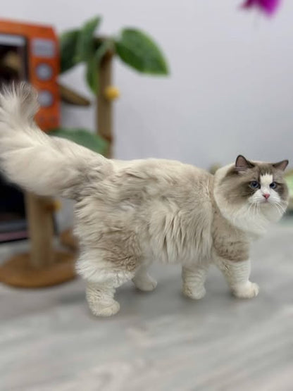 Ragdoll