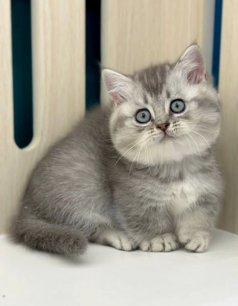 Munchkin