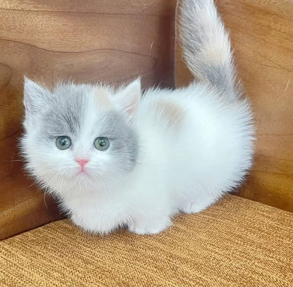 Munchkin