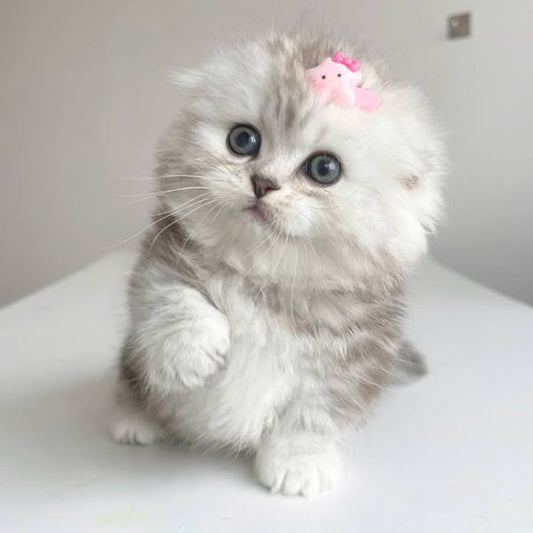 Munchkin Fold Longhair