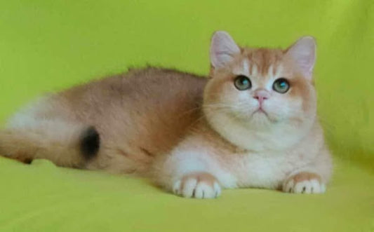 British Shorthair