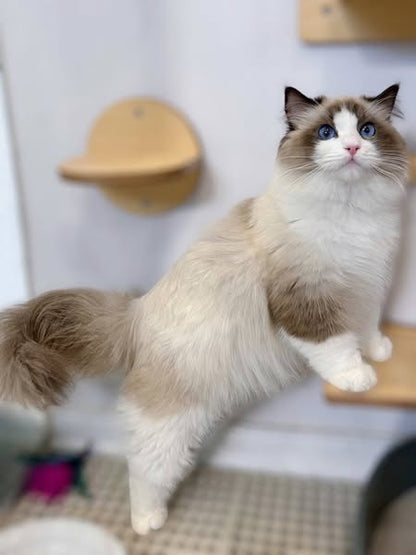 Ragdoll