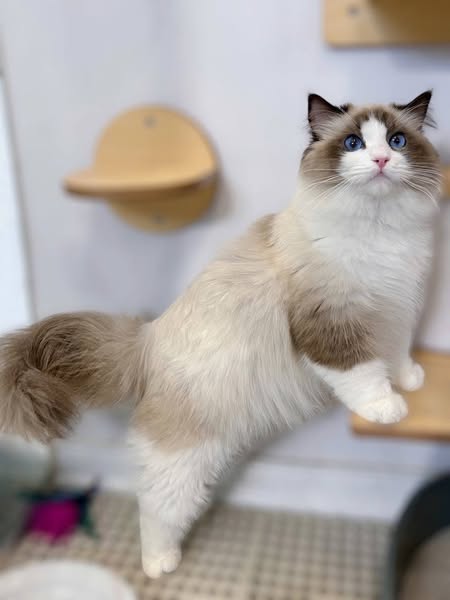 Ragdoll
