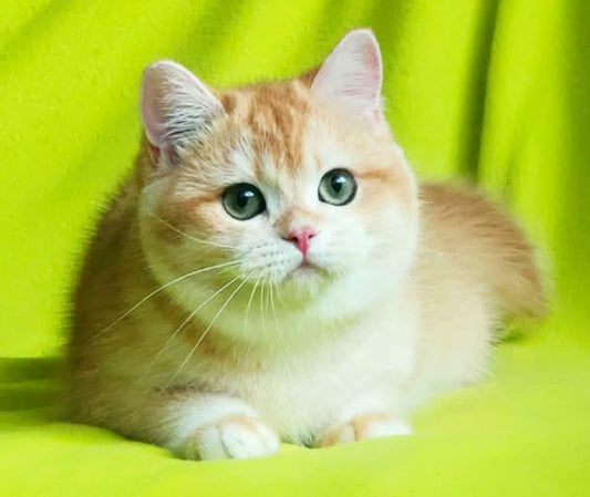British Shorthair